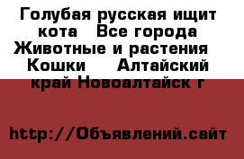 Голубая русская ищит кота - Все города Животные и растения » Кошки   . Алтайский край,Новоалтайск г.